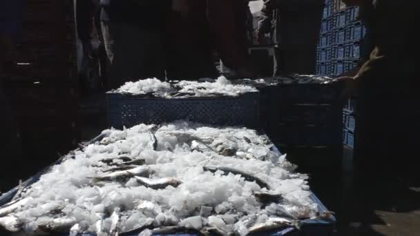 Frischfischgroßmarkt Fischereihafen Der Stadt Agadir Marokko — Stockvideo