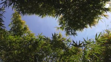 Nil papirüs, Cyperus papirüs bitki üstleri güneş ve mavi gökyüzü karşı düşük açılı görünümü