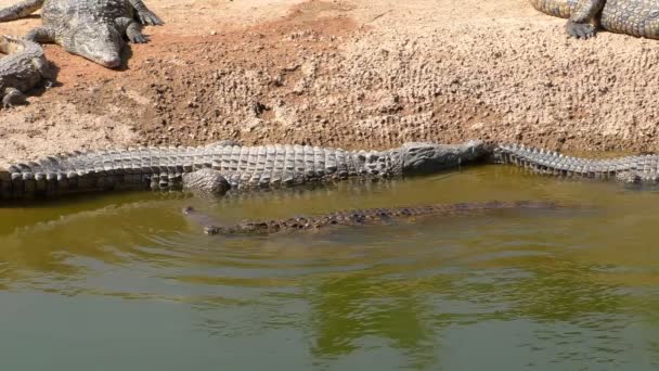 Crocodili Culcat Murdărie Ziua Însorită Fierbinte Cuplu Împerechere Apă — Videoclip de stoc