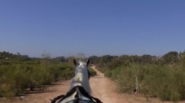 White horse at arabası çizim Afrika sahne toprak yolda sepeti sürücü koltuğu görüntülemek