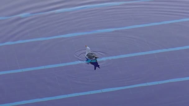 Gabbiano Sta Bevendo Acqua Una Piscina All Aperto — Video Stock