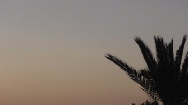 Palmiye ağacı üst siluet doğal gece renk tropikal ülke arka plan ve kopya uzayda karşı