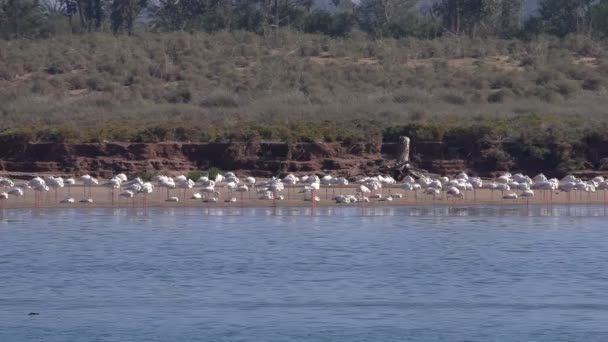 Zooma Skott Över Bred Marockanska Floden Oued Sous Flock Flamingo — Stockvideo