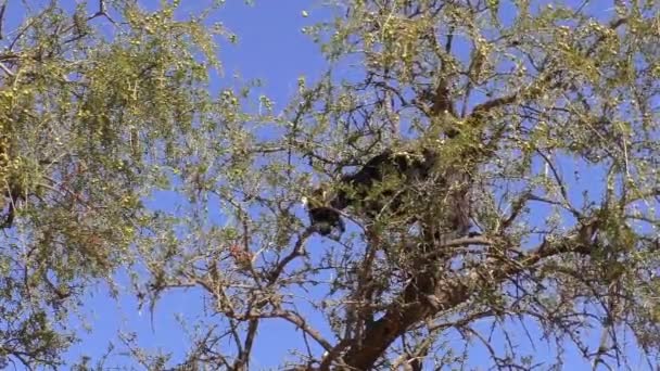 Marruecos África Cabra Negra Con Nariz Blanca Orejas Trepando Árbol — Vídeo de stock