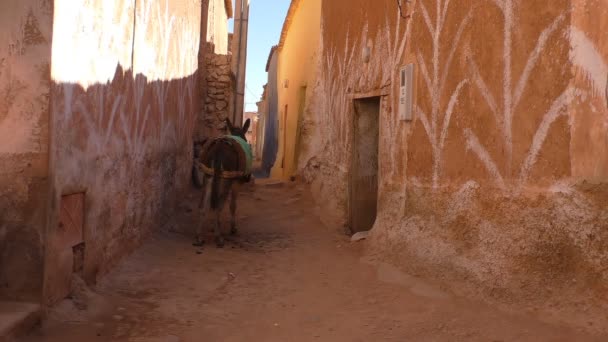 在非洲摩洛哥的一个小村庄 可怜的驴独自站在白伯尔房子的红色后墙之间狭窄的通道里 — 图库视频影像