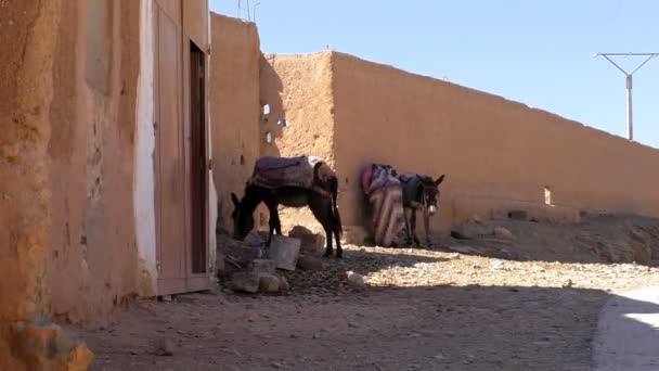 在摩洛哥村庄柏柏尔人妇女穿着传统服装正在解开驴的领带 准备兜风 — 图库视频影像