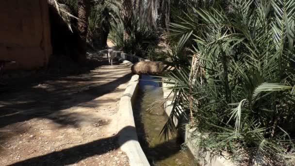 Marokkaanse Desert Oasis Irrigatiekanaal Tussen Palmbomen Twee Honden Het Pad — Stockvideo