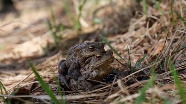 Κοντινό Πλάνο Του Toad Ζευγάρι Ζευγαρώματος Στο Δασικό Έδαφος — Αρχείο Βίντεο