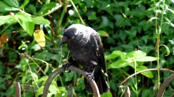 公園の柵の上に座っている黒い単カラスの鳥は ひまわりの種 ハンドヘルドカメラを拾う — ストック動画