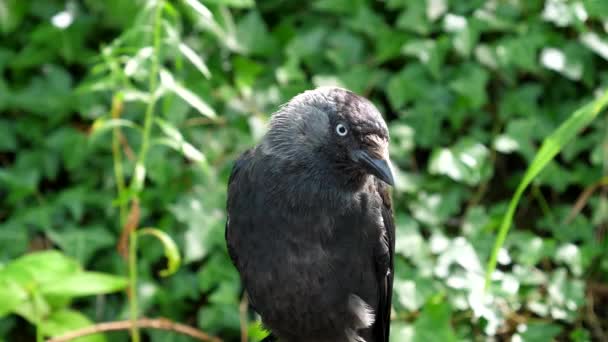 晴れた日には公園内の緑の青みを帯びた金属製の柵の上にカラスの鳥が群生し 辺りを見回している — ストック動画