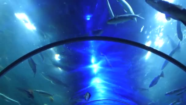 Aquarientunnel Gewölbte Deckenansicht Und Fische Darüber Beim Gehen Tiefblick Handkamera — Stockvideo