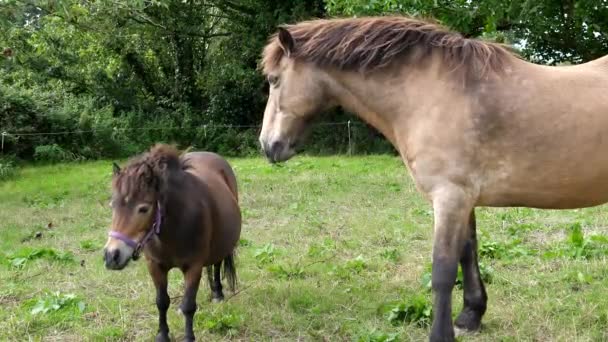 Zwei Erwachsene Pferde Groß Und Klein Fressen — Stockvideo