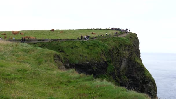 摩尔悬崖上的动物和游客 — 图库视频影像
