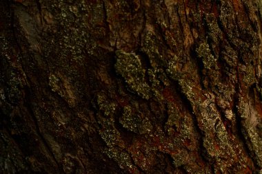 Bulutlu bir günde elma ağacı kabuğu