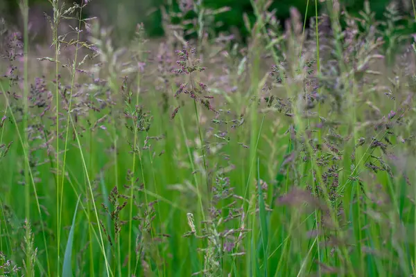 Herbe Verte Dans Vent — Photo