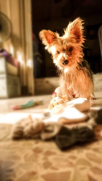 Yorkshire Terrier Gioca Dolls Sul Pavimento — Foto Stock