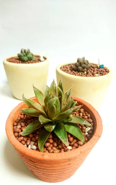 Succulent Haworthia Cymbiformis Növény Egy Fazék Fehér Háttér — Stock Fotó