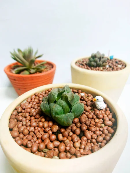 Bir tencerede beyaz Arka Plan sulu Haworthia cooperi bitki 