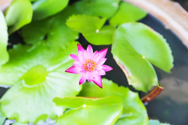 Pembe Lotus Çiçek bahçe lavabo / Top View