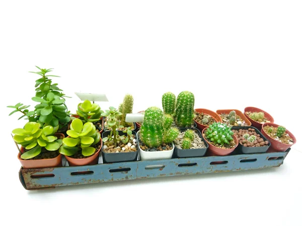 Row Collectie Van Cactus Witte Achtergrond Stalen Plank — Stockfoto