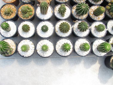 Echinopsis calochlora kaktüs üstten görünüm