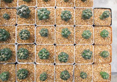 Güzel küçük kaktüs çiftliğinde tencerede / üstten görünüm   