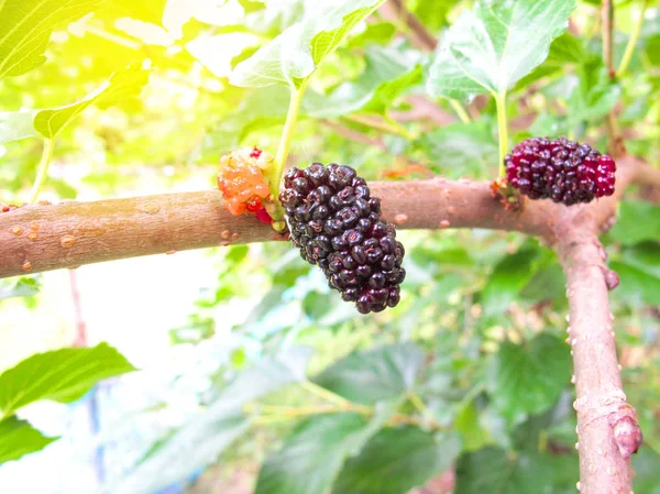Fechar Fresh Mulberry Preto Maduro Vermelho Amoras Verdes Ramo Árvore — Fotografia de Stock