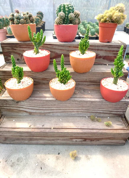 Cactus Green Plant Wooden Shelf Home Decoration — Stock Photo, Image