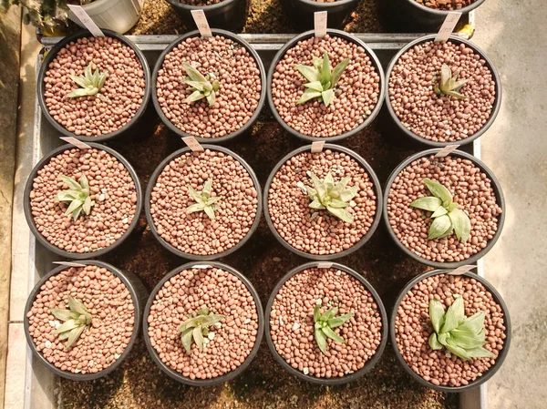 Bir tencerede sulu Haworthia Cymbiformis bitki