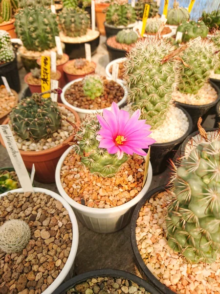 Pink Flowers Mammillaria Schumannii Cactus Pot Farm — Stock Photo, Image