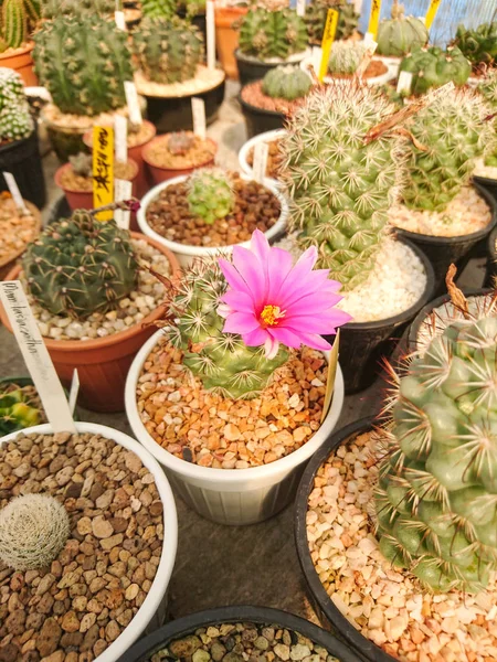 Fiori Rosa Mammillaria Schumannii Cactus Nel Vaso Fattoria — Foto Stock