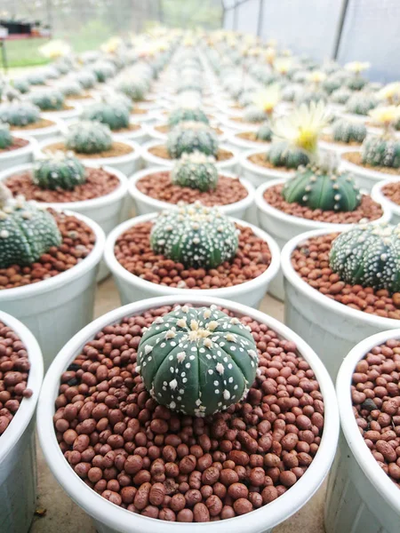 Kaktüs Astrophytum Asterias çiftliğinde tencerede