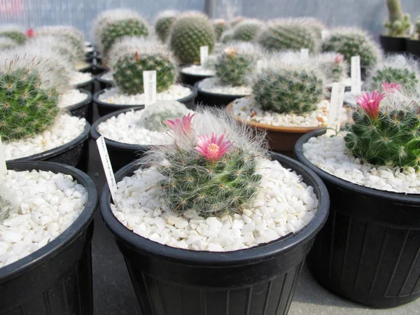 Mammillaria Bocasana Cactus Bloeiende Bloem — Stockfoto