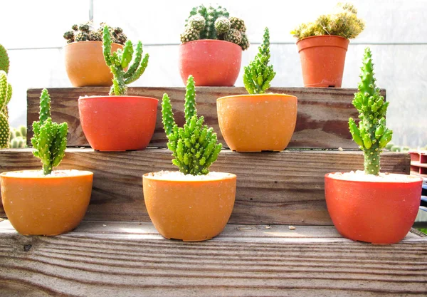 Bellissimo Posto Cactus Sugli Scaffali Legno Home Decoratio — Foto Stock