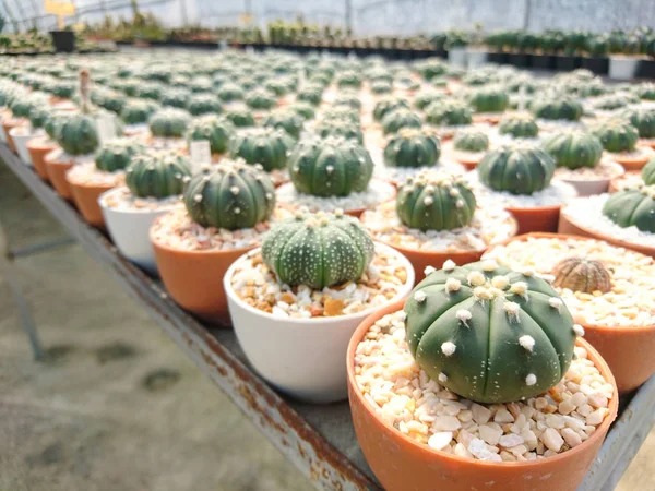 Primo Piano Del Cactus Astrophytum Asterias Nel Vaso Fattoria — Foto Stock