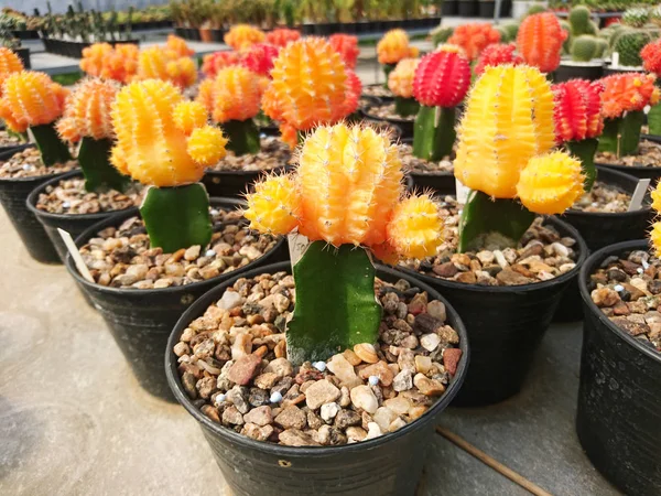 Gymnocalycium Mihanovichii Ruby Ball Colore Giallo Arancione Rosso — Foto Stock