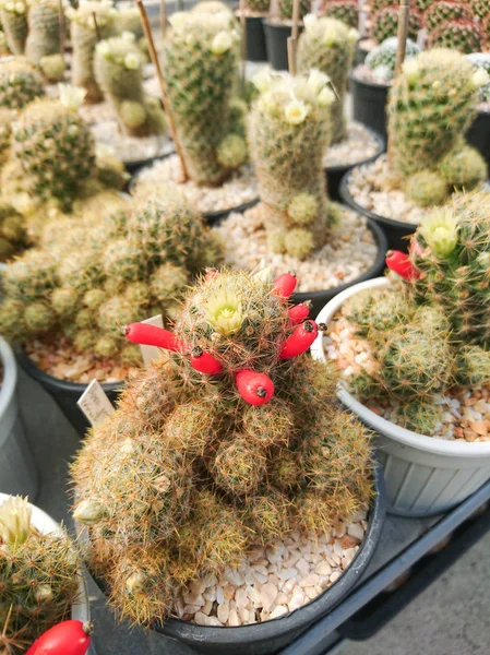 Cactus Mammillaria Prolifera Com Flor Branca Semente — Fotografia de Stock