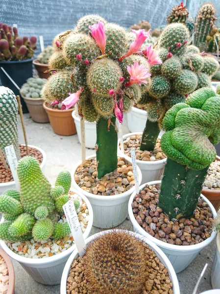 Bela Rebutia Cactus Flor Rosa Closeup Vaso Branco — Fotografia de Stock