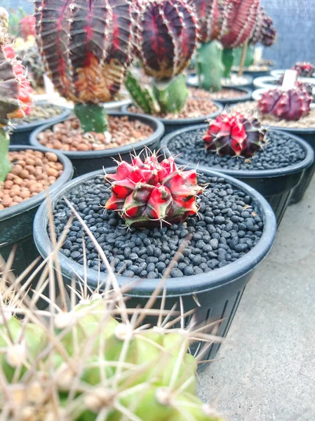 Cactus Gymnocalycium Mihanovichii Variegata — Foto Stock