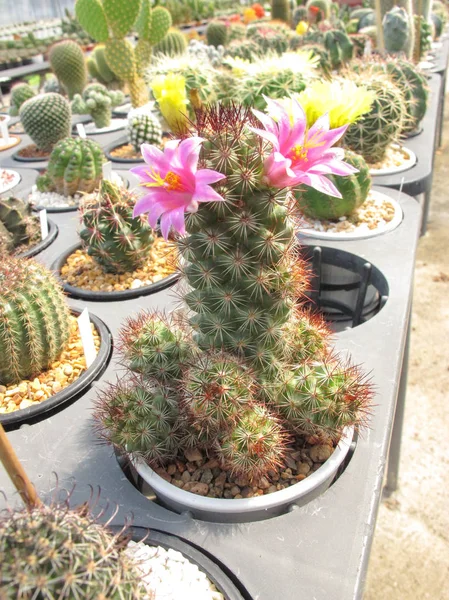 Mooie Mammillaria Mazatlanensis Cactus Bloemen Roze Bloei — Stockfoto
