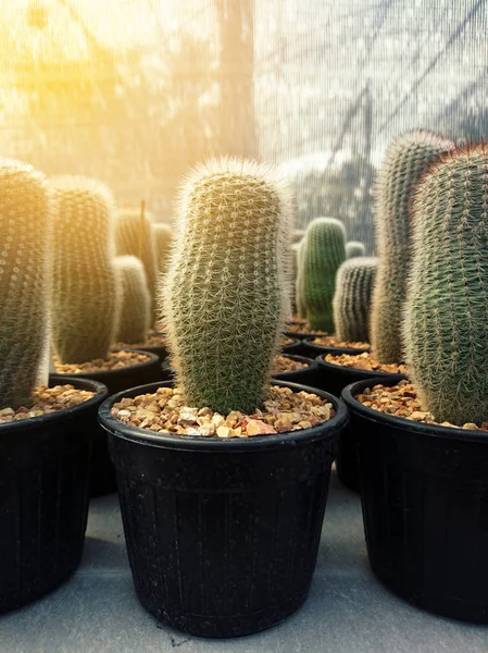 Satır Mammillaria kaktüs çiftliğinde tencerede