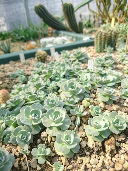 Pianta Succulenta Echeveria Elegante Fattoria Cactus — Foto Stock