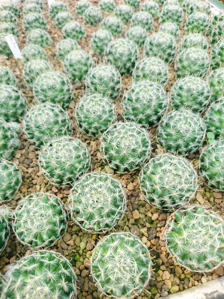 Cactus Mammillaria Duwei Fattoria — Foto Stock
