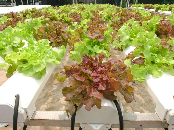 Gruptaki Hydroponic organik sebzeler