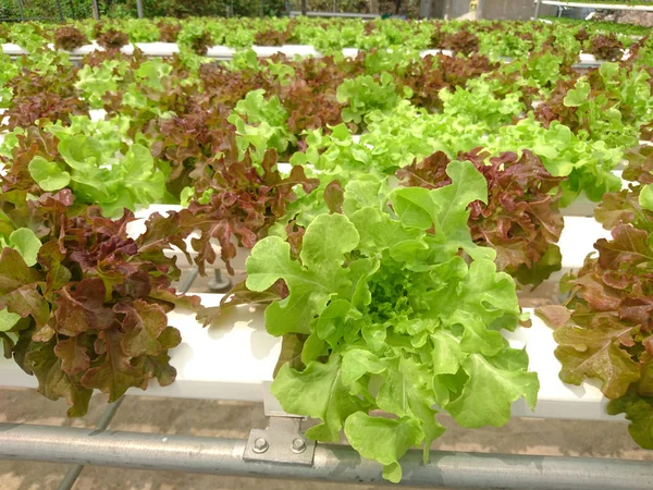 Gruptaki Hydroponic organik sebzeler