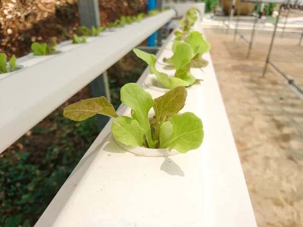 Gruptaki bitkiler Hydroponic organik sebze