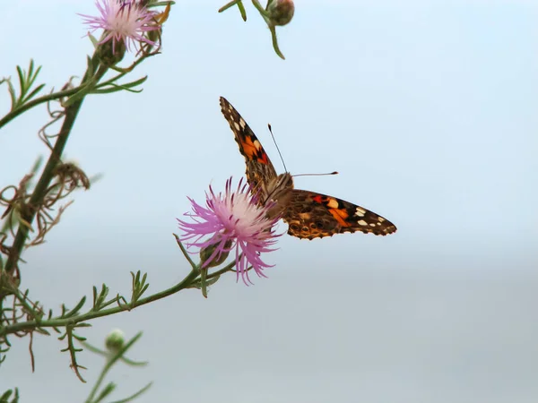 Papillon aux ailes colorées sur une fleur violette — Photo