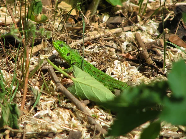 Green lizard on a background of dry and green leaves