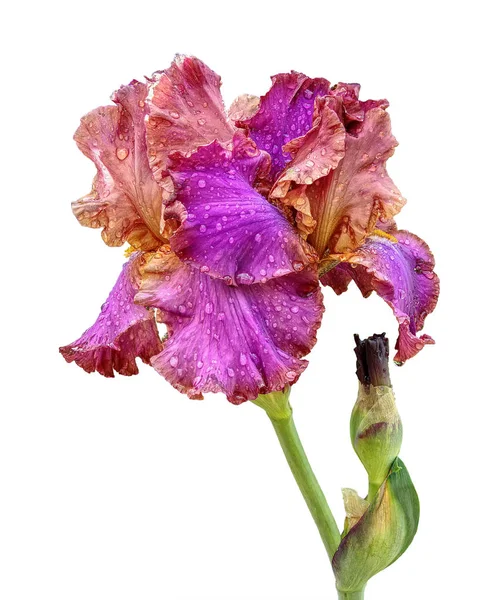 Beyaz bir arka plan üzerinde 115 sakallı Iris