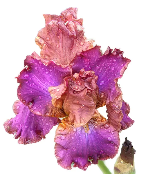 Beyaz bir arka plan karşı sakallı Iris